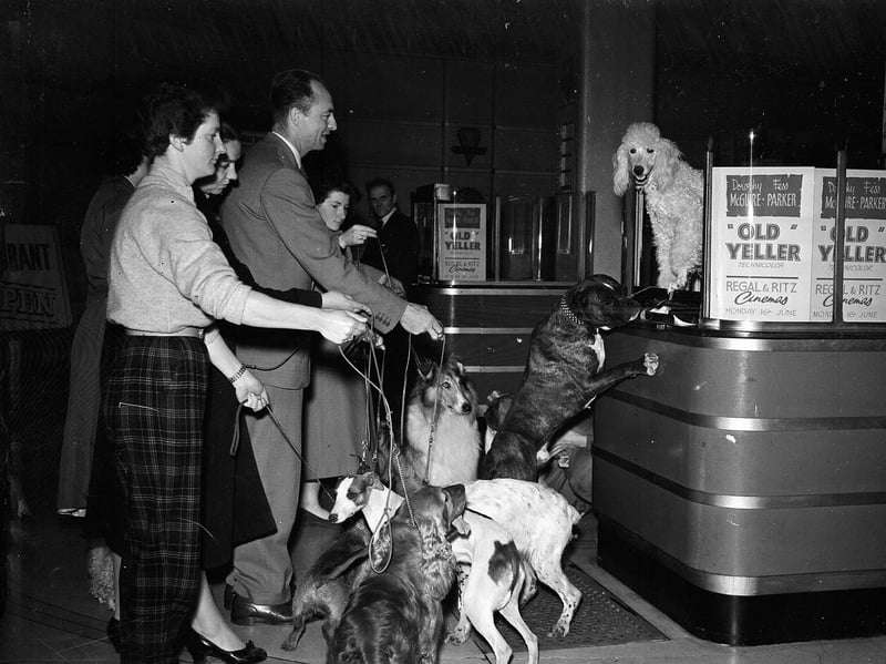 Dogs have a day out at the Regal Cinema, Edinburgh, to see the film Old Yeller in 1958