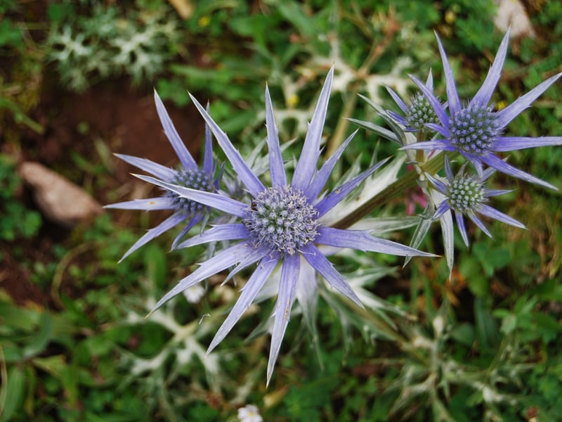 As the name would suggest, the pretty Sea Holly loves it by the seaside. It's a fan of dry, sandy soils and plenty of sun. It's distinctive spiky blue flowers add texture to coastal gardens. Despite the name it's not related to the holly commonly associated with the festive season.