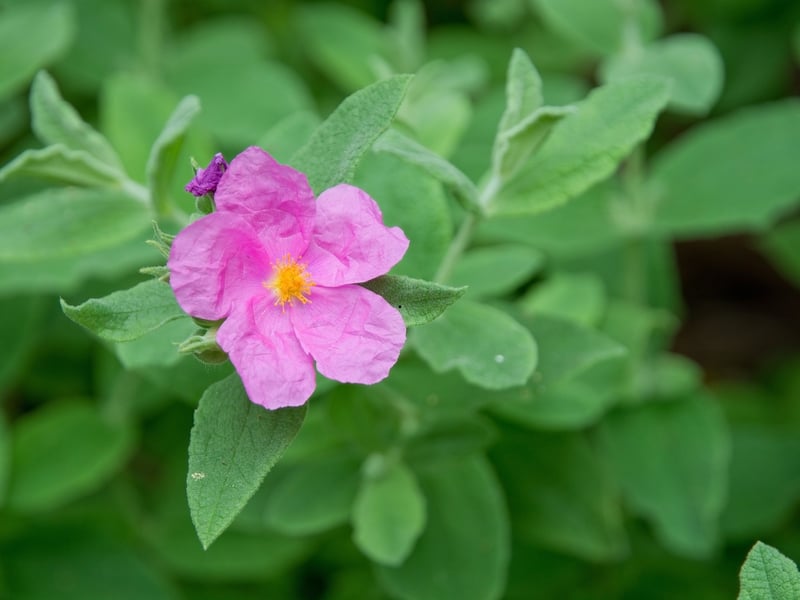 Another prodigious bloomer, the Rock Rose comes in a range of colours, with pink and yellow perhaps the most popular with horticulturists. It will produce flowers in sandy beds from late spring all the way through to the end of summer. It's great for dry borders with poor soil where other plants may struggle to survive.