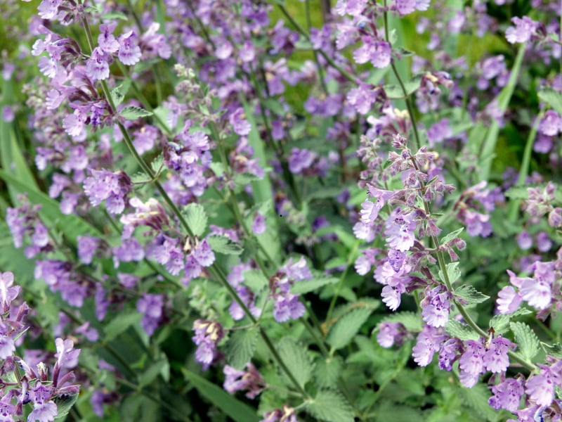 Catmint forms soft mounds of aromatic foliage covered with lavender-blue flowers for months. It thrives in dry sandy soil, resists drought and attracts bees, making it ideal for relaxed cottage-style borders.