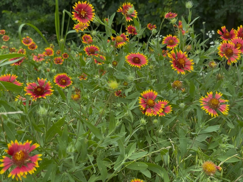 Named due to the carpet its foliage creates, covering the sandy soil it loves. the Blanket Flower will produce vivid red and yellow daisy-like flowers that will brighten your garden throughout the summer. It needs a fair bit of sun but can survive in poor quality soil.