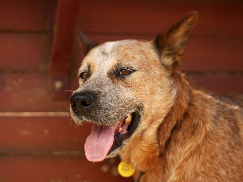 An Australian Cattle Dog called Bluey holds the record for the longest-lived dog - reaching an incredible 29 years of age. A dog rarely seen in UK parks, the breed normally lives for around 15 years.