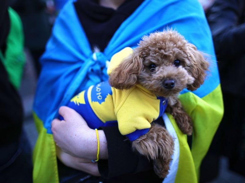While Standard Poodles and Miniature Poodles both live relatively long lives, the Toy Poodle outdoes them both with a lifespan of up to 18 years.