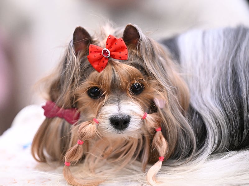 The tiny Yorkshire Terrier tends to live for between 14 to 17 years, significantly longer than their larger terrier cousins.