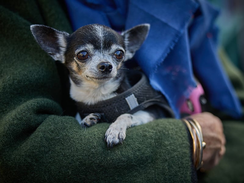 Perhaps surprisingly, small dogs tend to live longer than large dogs - a point proven by the Chihuahua. The tiny breed lives for an average of an impressive 15-20 years.