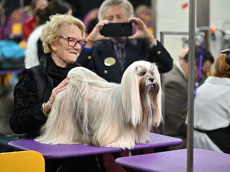 Originally hailing from Tibet, the Lhasa Apso tends to live for around 14 years, but they are another breed that have been known to reach the double decade.