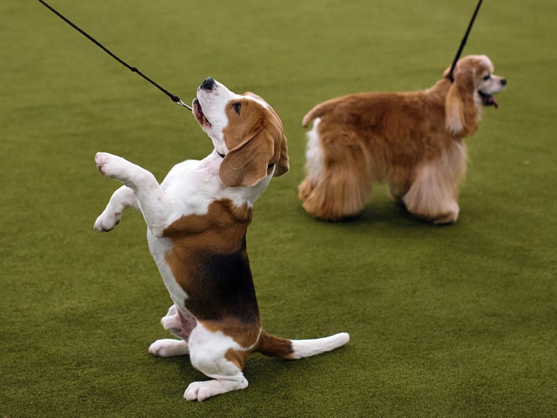 The oldest recorded Beagle was called Butch, from the USA, who lived until he was 28. More usually, Beagles can be expected to live for between 12 and 16 years.