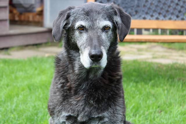 Some dogs are likely to live longer lives than others.