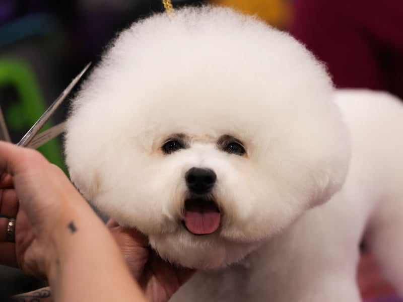 It's not unusual for the cloud-like Bichon Frise to live for 14 years.