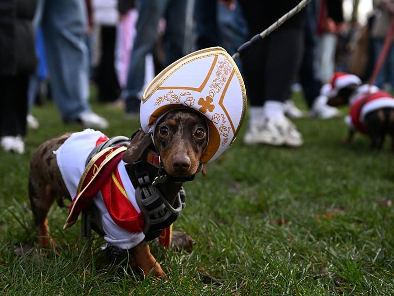 Both the smooth haired and long haired varieties of Dachshund live for between 12-17 years - with one record-breaker called Chanel reaching the age of 21.