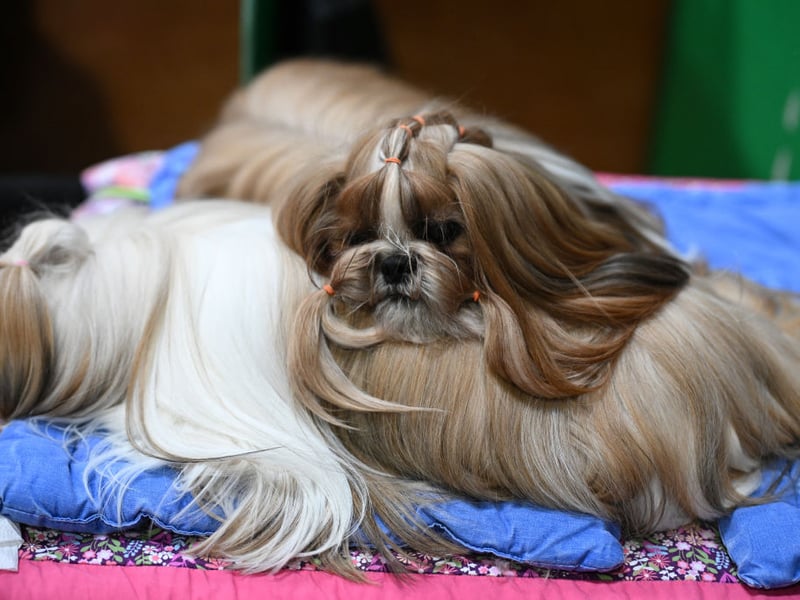 Cute and playful Shih Tzu dogs can live for up to 18 years, but average closer to 13.