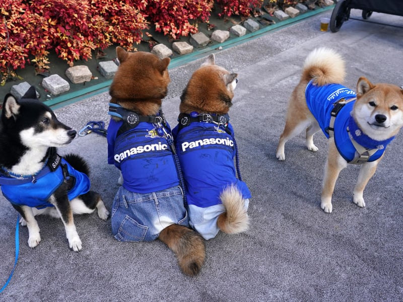 Revered in their native Japan for their incredible loyalty, the Shiba Inu tends to live for between 13-16 years.