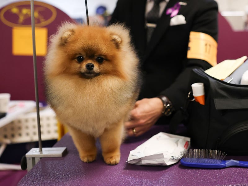 Fluffy Pomeranians, named after a region on the border of Poland and Germany, tend to live for between 12 and 16 years.