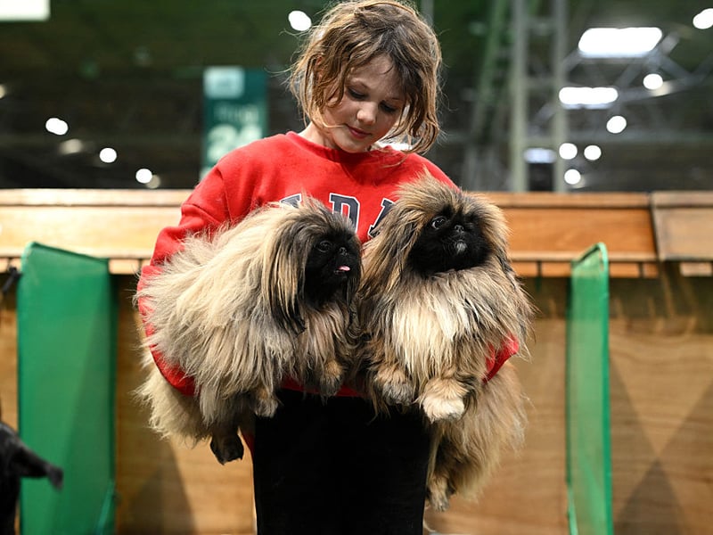 Young handler Rosalie hugs her Pekingese dogs, Angelica and Valentino, on the first day of the Crufts.