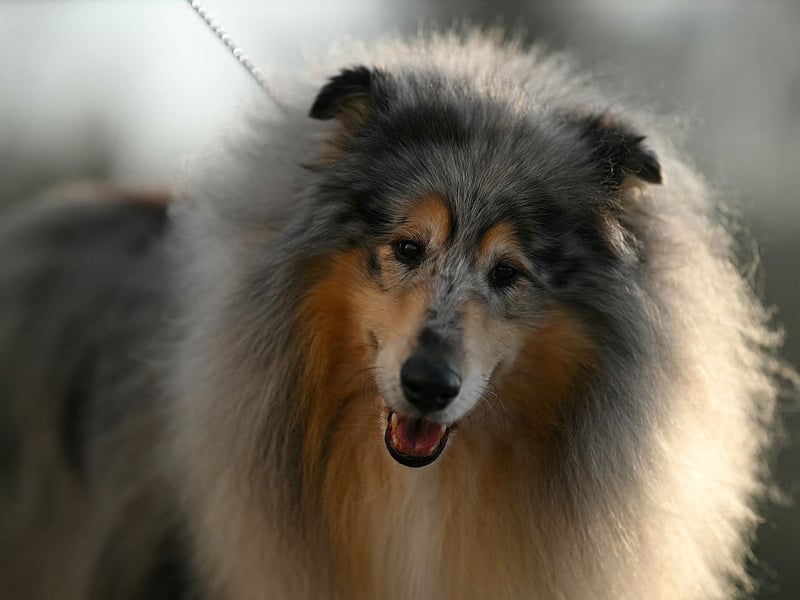 A Rough Collie dog is pictured arriving at the first day of competition.
