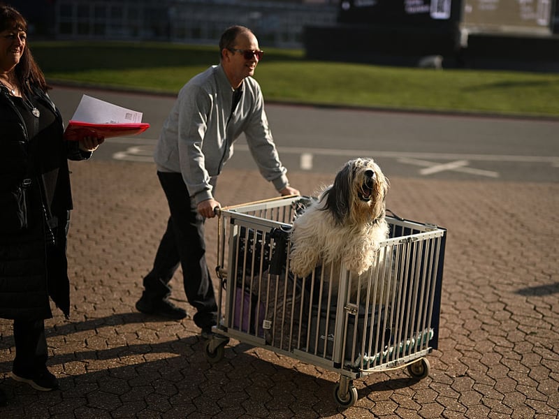 This dog was obviously happy to be in Birmingham for the show.