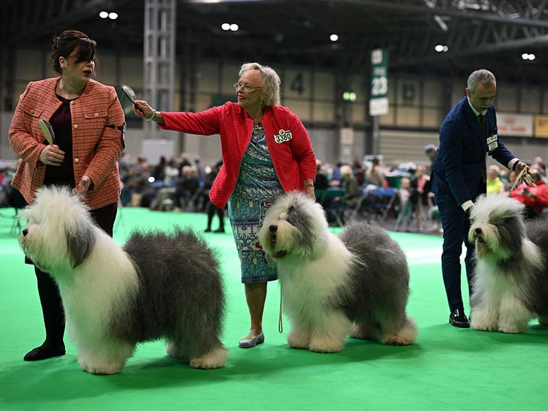 Handlers stand with their Old English Sheepdogs after judging.