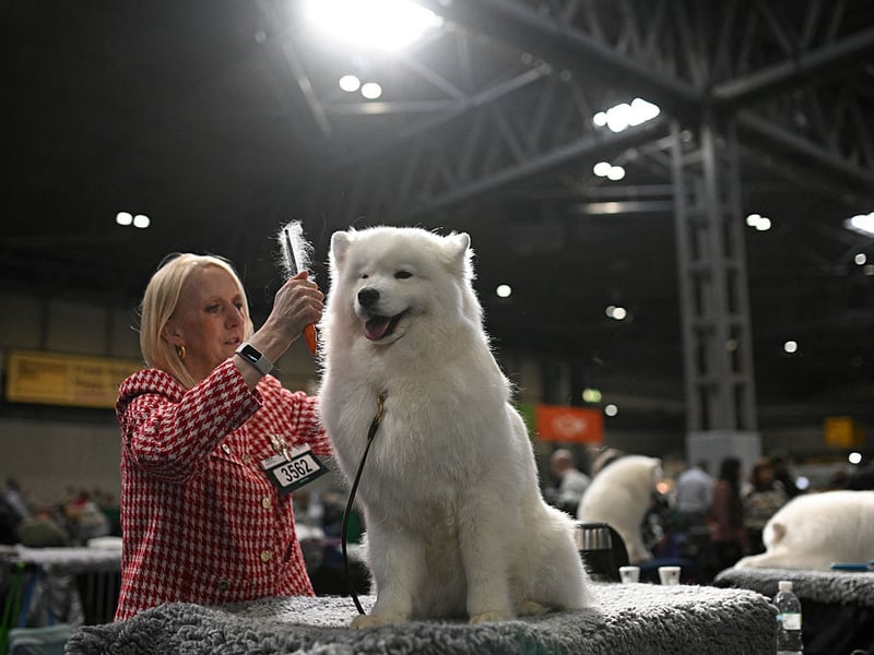 A handler grooms a Samoyed dog.