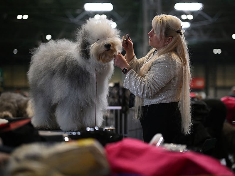 An Old English Sheepdog is groomed ahead of judging.