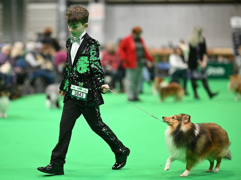 A young handler and their Shetland sheepdog walk in the judging ring.