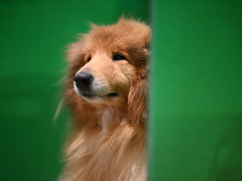 A Rough Collie sits in its pen.