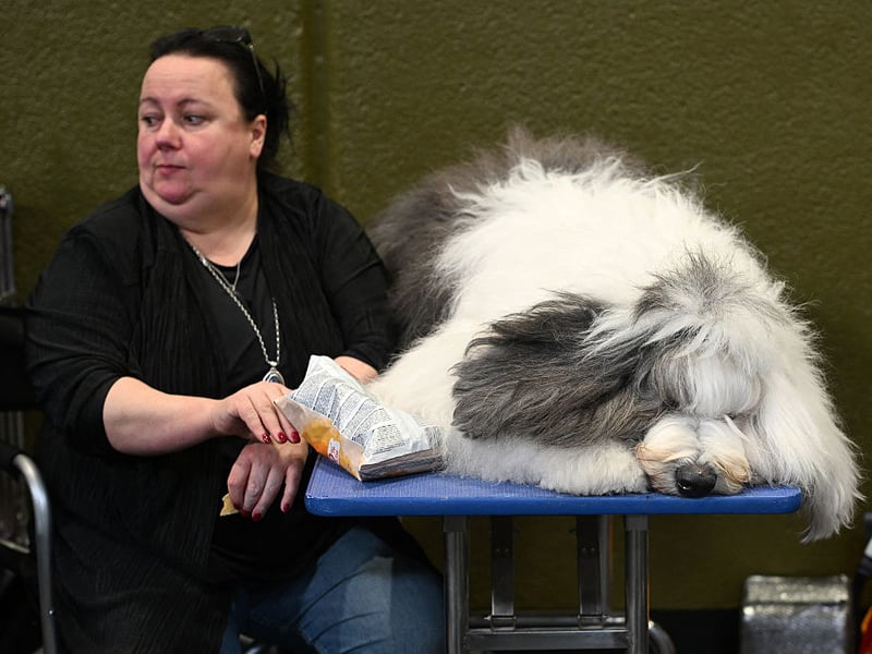 An Old English Sheepdog sits with its handler.