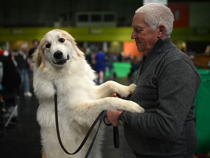 A handler and their Pyrenean Mountain Dog pose for a photograph.