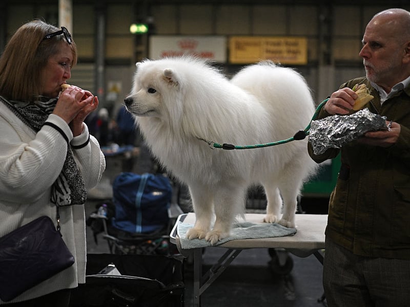 A Samoyed dog looks at its handlers as they eat sandwiches.