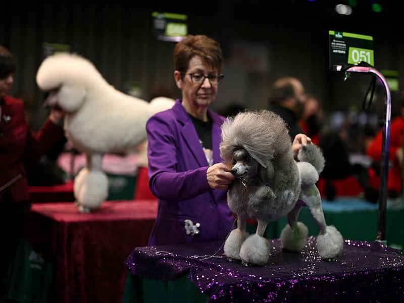A handler works on a poodle during the dog grooming championships.