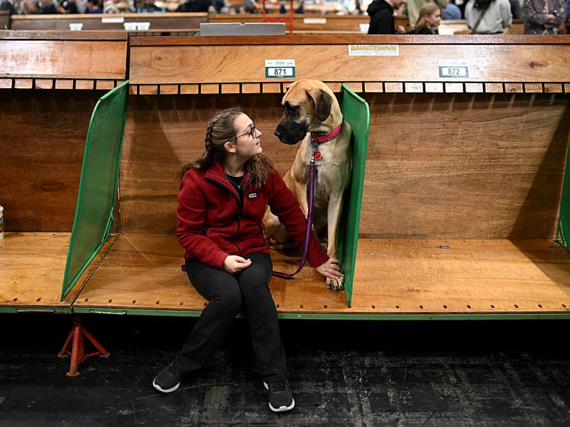 A handler and waits to show their Great Dane on the first day of Crufts.
