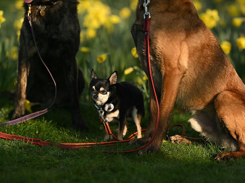 A Dutch Shepherd, a Chihuahua and a Malinois dog sit for a a photo.