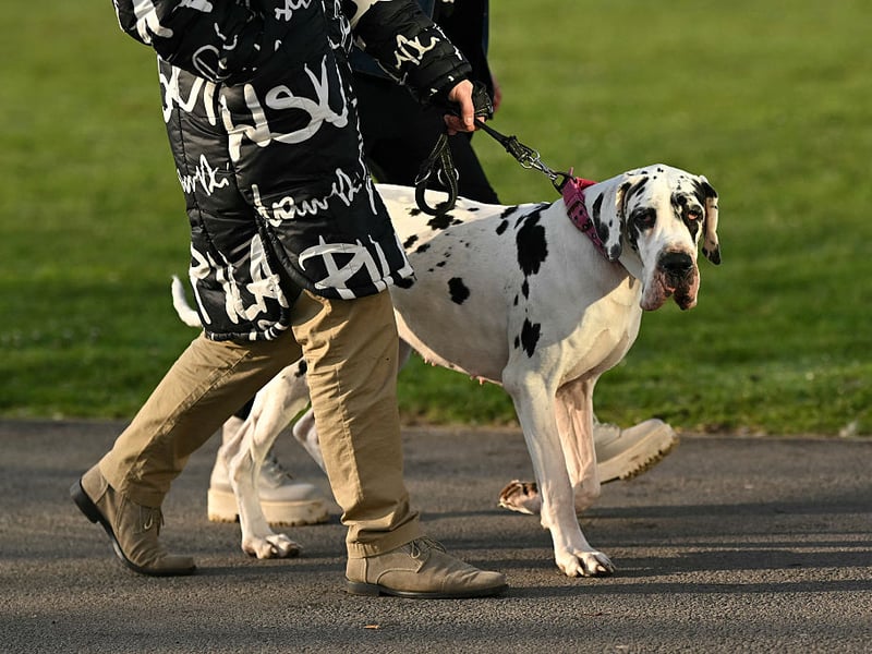 Dog and owners with matching black-and-white  jackets.