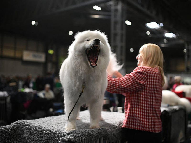 A Samoyed dog yawns as it is groomed.