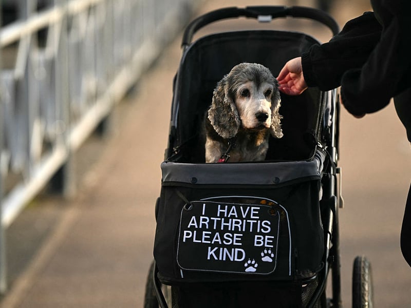 A dog arrives at Crufts in style.