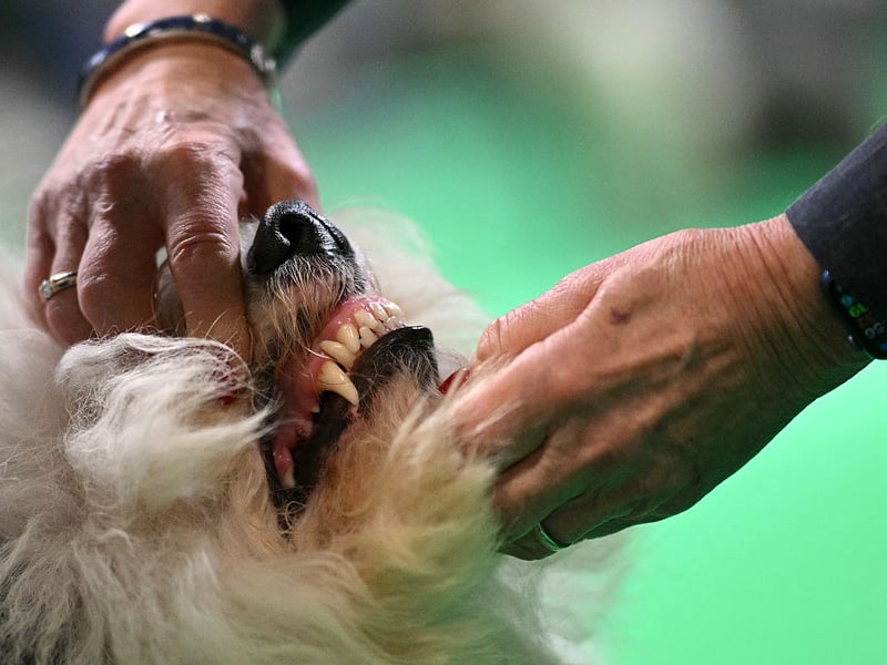 A judge checking an Old English Sheepdog's teeth.