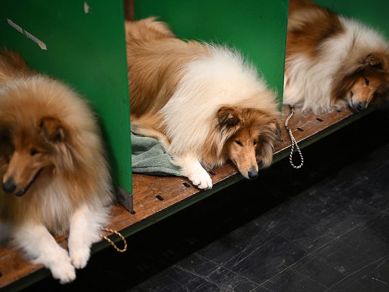 Rough Collie dogs lay in their pens.