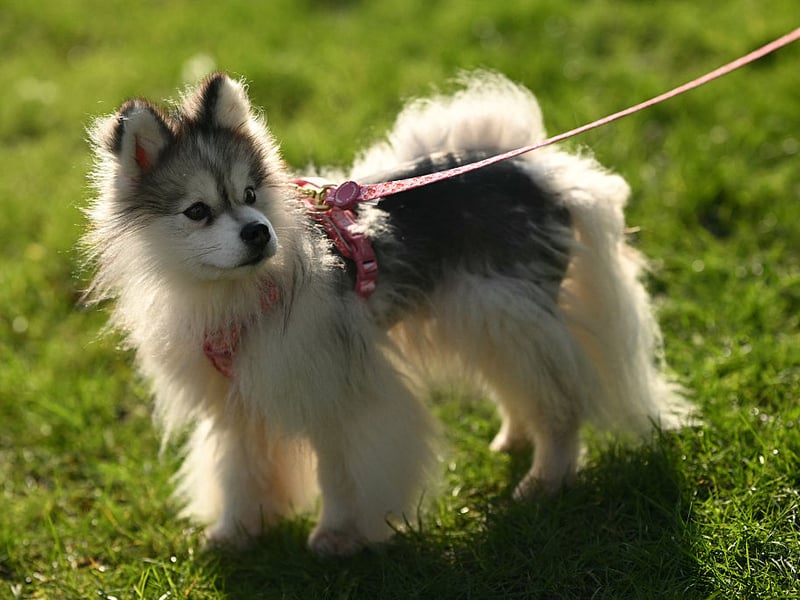 A Pomsky dog, a cross between a Pomeranian and a Siberian Husky, is pictured at Crufts.