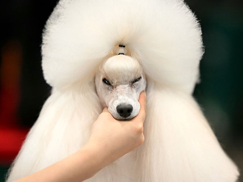 A handler works on a poodle during the dog grooming championships.
