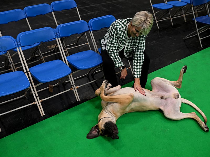 A handler relaxes with their Great Dane after being judged.