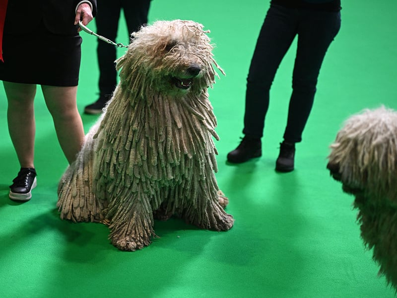 Komondor dog judging.