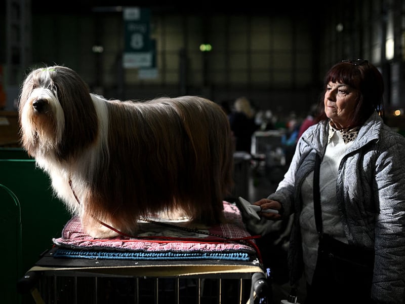 A handler looks at their bearded collie.