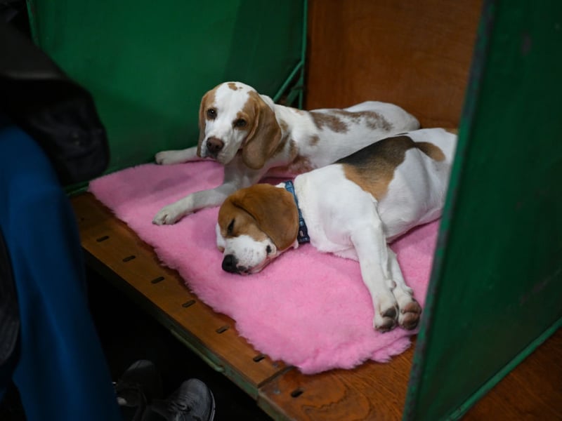Another dog that has been bred to follow its nose - often in packs - the Beagle could more accurately be called single-minded than stupid.