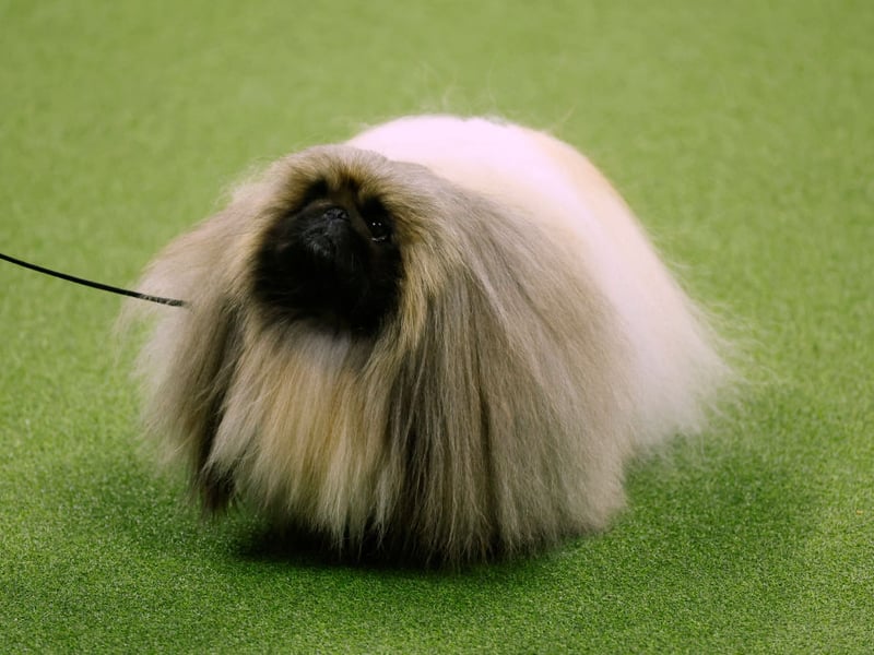 The Pekingese was bred as a lap dog for the Chinese Imperial Court - and has exactly the right amount of brains to carry out that task.