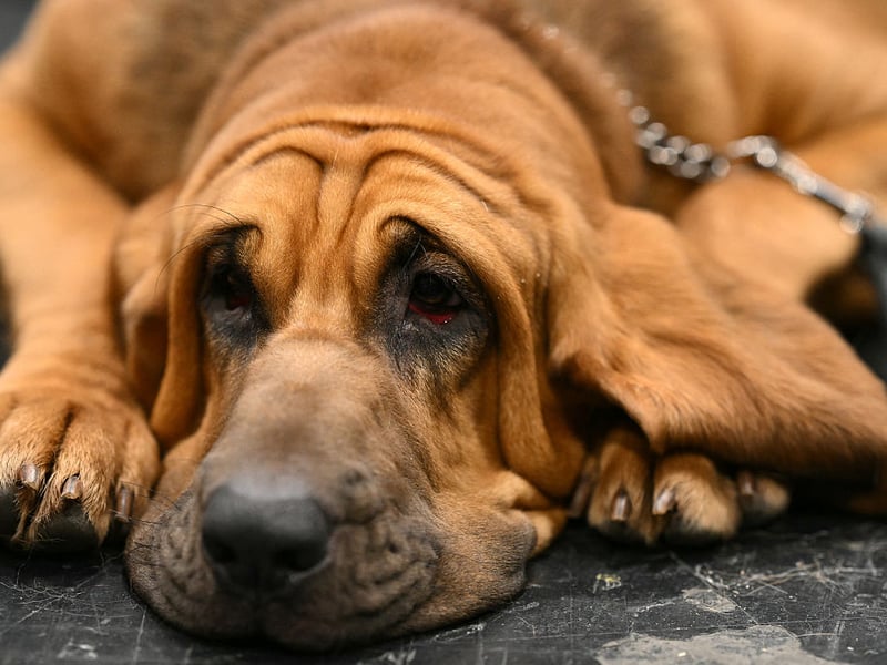 Scenthounds like the droopy Bloodhound all appear lower down the list of intelligent breeds - largely because once they pick up a scenet they find it very hard to concentrate on anything else.