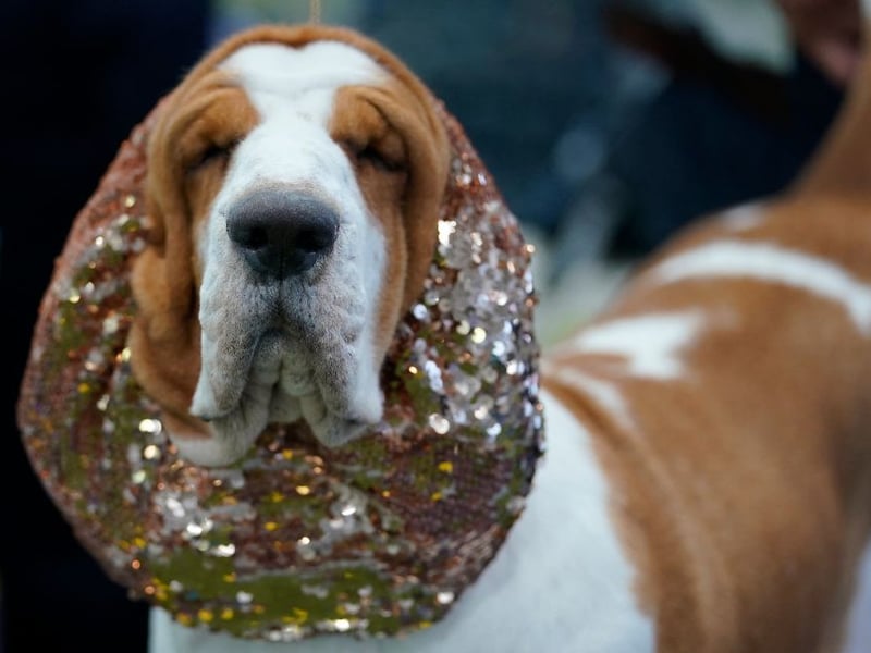 Yet another dog bred to ignore everything else to follow a scent, it's not the Basset Hound's fault that this skill comes at an intellectual cost. They can also be incredibly difficult to house train.