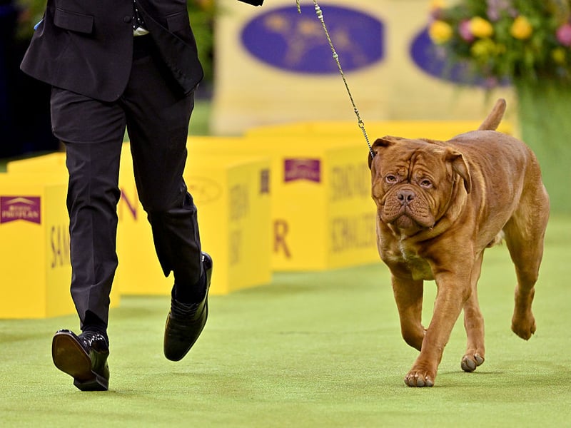 Many Mastiff owners will know that, while their pet will eventually do what's asked of them, they'll take their time over it. It's this ponderous nature that perhaps explains their reputation for a lack of smarts.