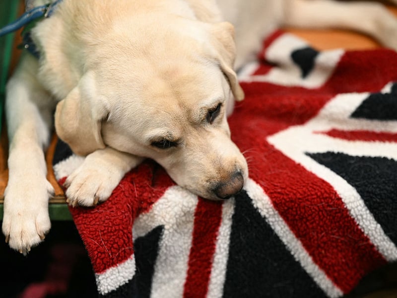 A patriotic Labrador Retriever rests in its pen.