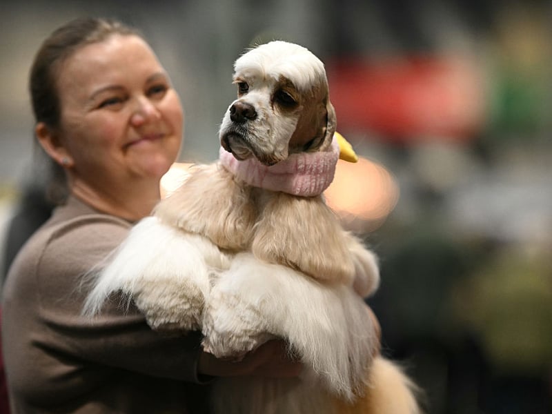 An American Cocker Spaniel takes an interest in proceedings.