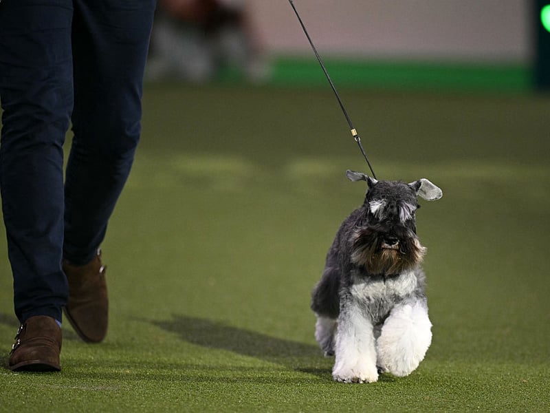 Utility Group winner, Spencer the Miniature Schnauzer.