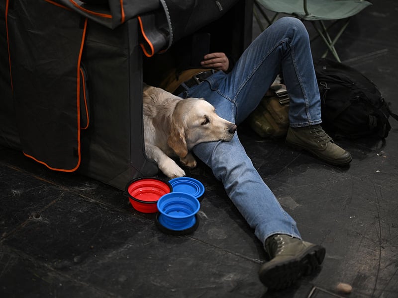 A dog and his owner rest in a pen on the final day of the Crufts dog show.